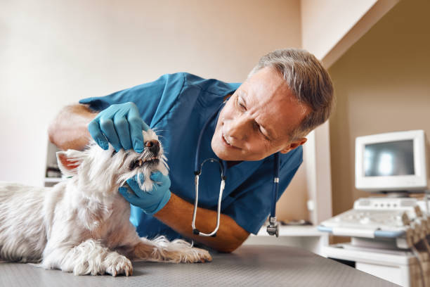 Best Walk-In Emergency Dental Services in Solomon, KS